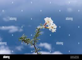 Image result for Catophractes alexandri