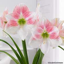 Rosy Star Amaryllis Bulb Amaryllis Bulbs Amaryllis Flowers Amaryllis