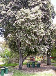 This apartment is 1.2 mi (1.9 km). Australia S 40 Hibiscus Species Queensland Times