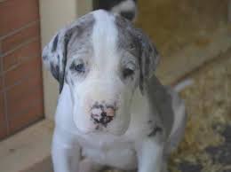 Great dane information including personality, history, grooming, pictures choose your breed. Harlequin Great Dane Puppies For Sale In Indiana Petsidi