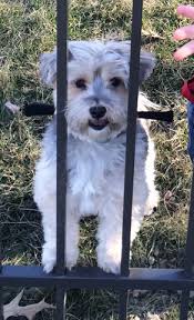 Safe Behind Bars Dog Harness