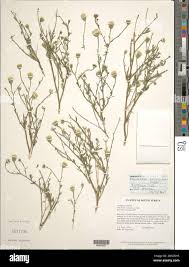 Image result for Pegolettia senegalensis