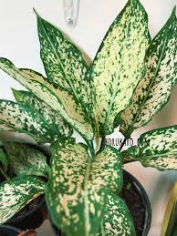 Nama aglaonema jenis ini diambil dari tokoh pewayangan dengan betuk ukuranya yang gagah dan tampan cocok untuk ditanam dalam pot ruangan anda. 10 Aglonema Termurah Dibawah 50rb Borukaro Com