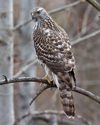 Northern Goshawk Accipiter Gentilis Hayvanlar Alemi Hayvanlar Ale