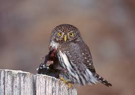 It is also known as the common barn owl. Owl Food Hunting The Owl Pages
