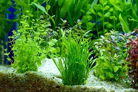 Top 6 Plants To Include In A Freshwater Aquarium 2020