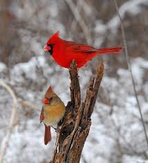 Red Birds That Look Like Cardinals Bird Northern Cardinal Tree Snow Beautiful Birds Cardinal Birds Pretty Birds