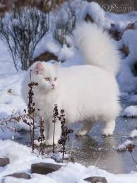 Miki Von Sinthari Deutsch Langhaarkatze Katzen Susseste Haustiere Lustige Katzen