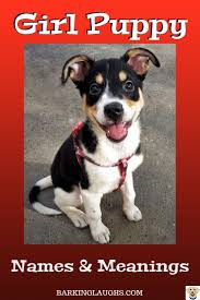 Cool dog names inspired by other animals and objects. Cute Female Dog Names With Meanings Hno At