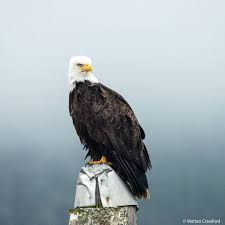 Bbcearth A Bald Eagle Spotted Off The Coast Of Vancouver Island Earthcapture By Matteo Sea Bald Eagle Vancouver Island Prey