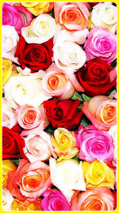 Hd Amazing Roses Wallpapers Flower For Android Apk Download