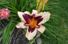 5.5 cream pink w/red eye 23 dor.fra.m.la.re. Be Witching W Daylilies