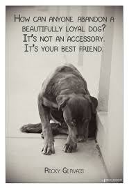 This Is Rowdy And He Is Looking For A New Home He Is At Sutherland Shire Animal Shelter Nsw Image By Nicole Har Animal Lover Quotes Loyal Dogs Animal Quotes