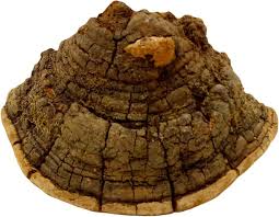 Image result for Phellinus rimosus