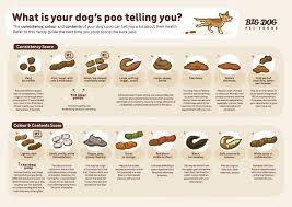 Is (colloquial|euphemistic) expression of displeasure or failure; What S Your Dog S Poo Telling You Guides Big Dog Pet Foods