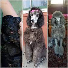 • saint • standard • exquisite • short muzzle. My Silver Standard Poodle Chantel Week Old 6 Months And 2 Yrs Aww