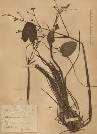 Image result for Caldesia parnassifolia