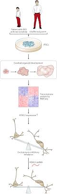 Autism is a spectrum disorder, currently known as autism spectrum disorder (asd). Autism Spectrum Disorder Insights Into Convergent Mechanisms From Transcriptomics Nature Reviews Genetics