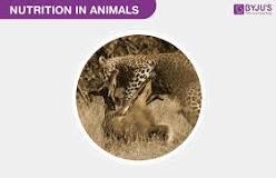 Image result for The Nutritional Requirements of Different Species in a Community