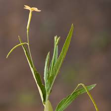 Image result for Tricliceras lobatum