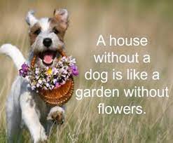 We did not find results for: Agilitywithamanda A Twitter A House Without A Dog Is Like A Garden Without Flowers Quote Quotes Dogquote Dogs Quotesforlife Quotestoliveby Animalquotes Love Https T Co Nv81gporzr