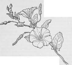 Https S Media Cache Ak0 Pinimg Com 736x A2 B1 19 A2b119d440c7884eef11bf4329574121 Jpg Flower Tattoo Drawings Morning Glory Tattoo Flower Drawing