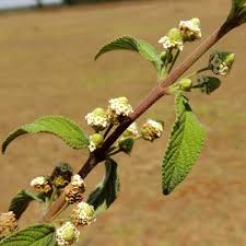 Image result for Lippia javanica