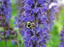 Plants in tropical cities, by bee et al. Building A Bee Friendly Garden Genesis Land