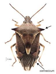 Image result for Aizoon schellenbergii