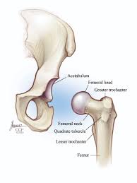Highly detailed 3d models, with textures up to 4k resolution, enable to examine the shape of each. Hip Labral Tear Symptoms Causes Treatments