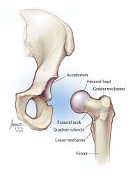 The hip muscles include pelvic and groin muscles. Hip Labral Tear Symptoms Causes Treatments