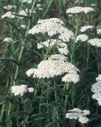 The Beauty Of Yarrow Flipp Salon
