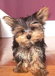Parti yorkie puppies for sale in georgia. Family Yorkies Beautiful Yorkies Puppies