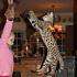 Savannah Cat Rescue — Caring for the Savannah Cat Breed