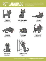 Pet Language Infographic Cat Language Cat Body Pets