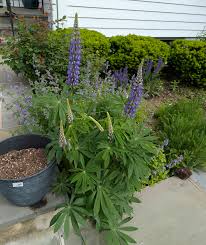 Image result for Lupinus mexicanus