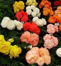 Begonia Poisonous Plant For Pets