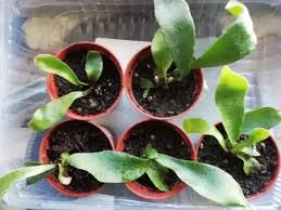 Image result for parožnatka Platycerium