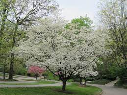 Learn about the physical characteristics and major species of dogwoods. White Flowering Dogwood Trees For Sale Guaranteed To Grow