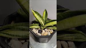 Image result for Sansevieria sinus-simiorum