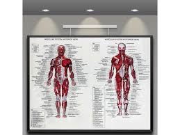 Human Body Muscle Anatomy System Poster Anatomical Chart Educonal Poster