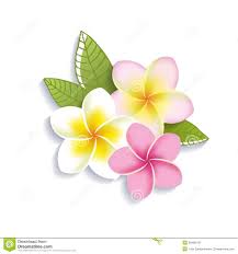 Vector Plumeria Flowers On A White Background Stock Photography Flower Clipart Plumeria Tattoo Flower Drawing