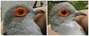 Anis merah jantan dan betina sulit dibedakan. Diamond Dove Perkutut Australia Yang Mudah Diternak Om Kicau