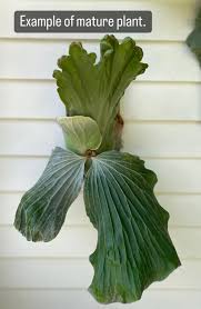 Image result for Platycerium stemaria