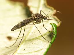 The virus is transmitted by many different mosquito species — which vary geographically. West Nile Virus Symptoms Precautionary Measures Explained Article The United States Army