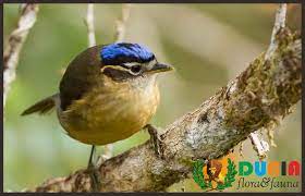 Jumlah flora dan fauna di indonesia yang hampir punah memang sudah sangat memprihatinkan. Unduh 5500 Koleksi Gambar Flora Dan Fauna Di Negara Mesir Gratis Hd Pixabay Pro