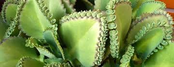 What Is The Difference Between Mother Of Thousands And Mother Of Millions In 2020 Succulents Mother Succulent Care