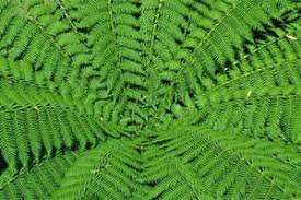 Image result for native ferns