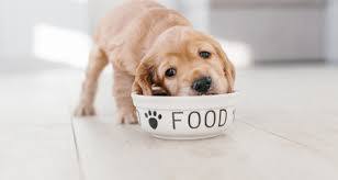 Jul 15, 2019 · all puppies are different, so if you have any concerns or questions about your puppy's food, feeding schedule,. How To Feed Puppies Petcoach