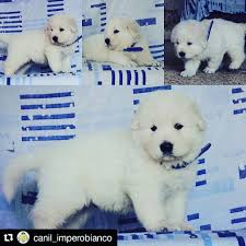 Filhotes Pastor Maremanno Labrador Retriever Polar Bear Dogs
